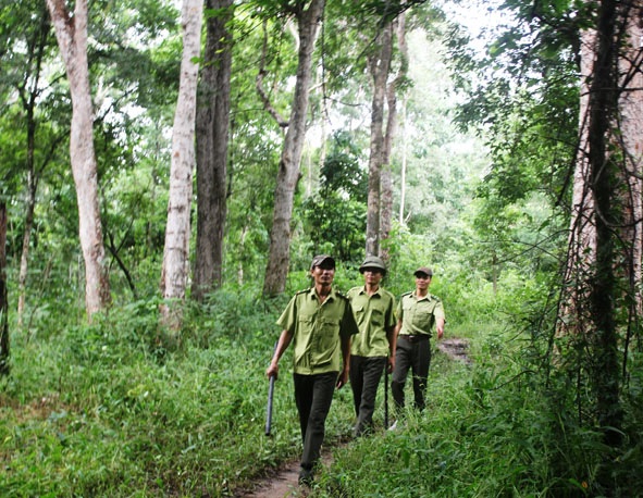 Đắk Lắk: Tăng cường quản lý, bảo vệ rừng và xử lý nghiêm  vi phạm pháp luật về lâm nghiệp